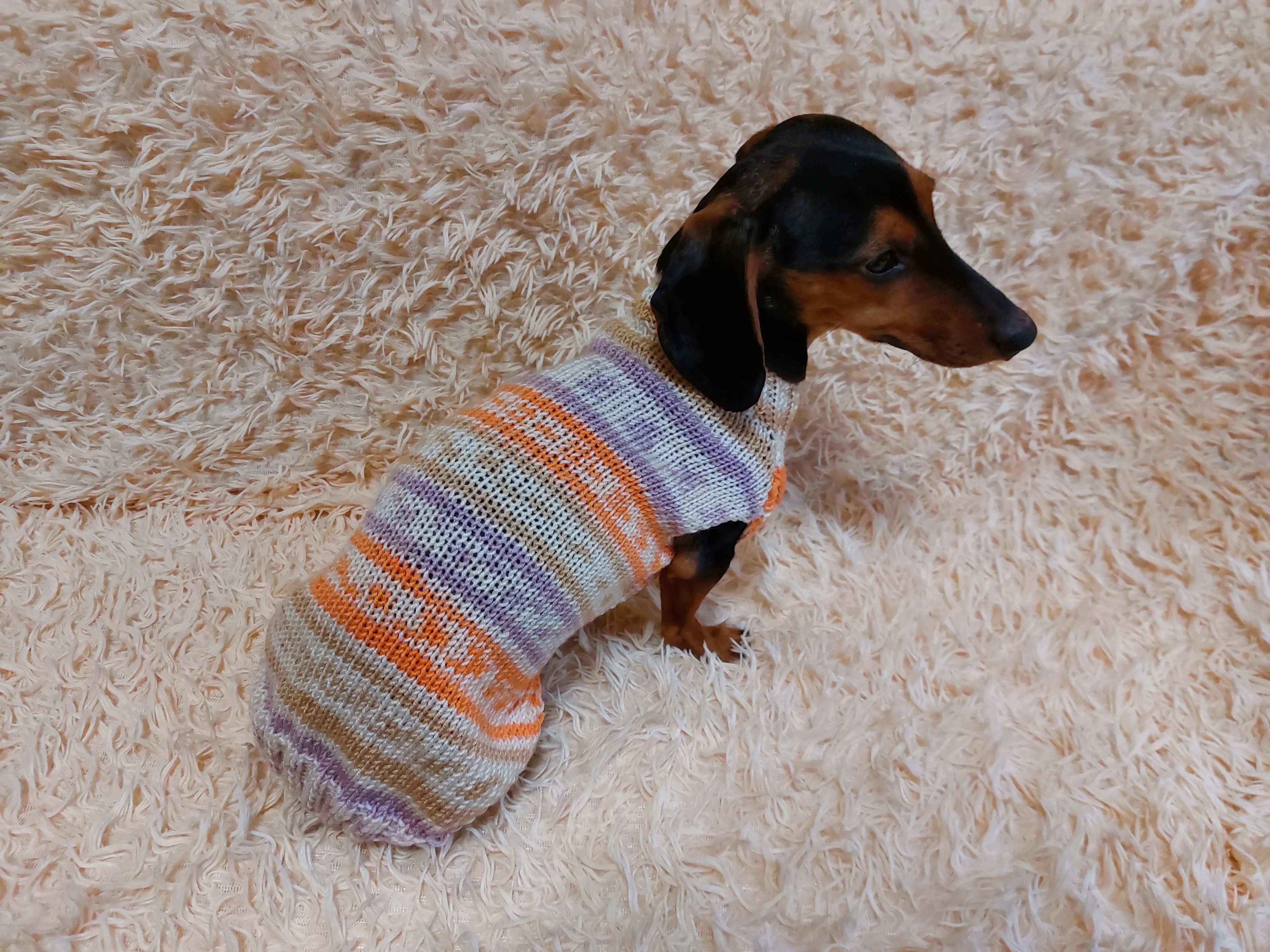 Bright sweater for a petite dachshund, Dachshund Sweater, Dog Clothes, Dog sweater, Dachshund clothes, Wiener dog clothes, Winter dog sweater