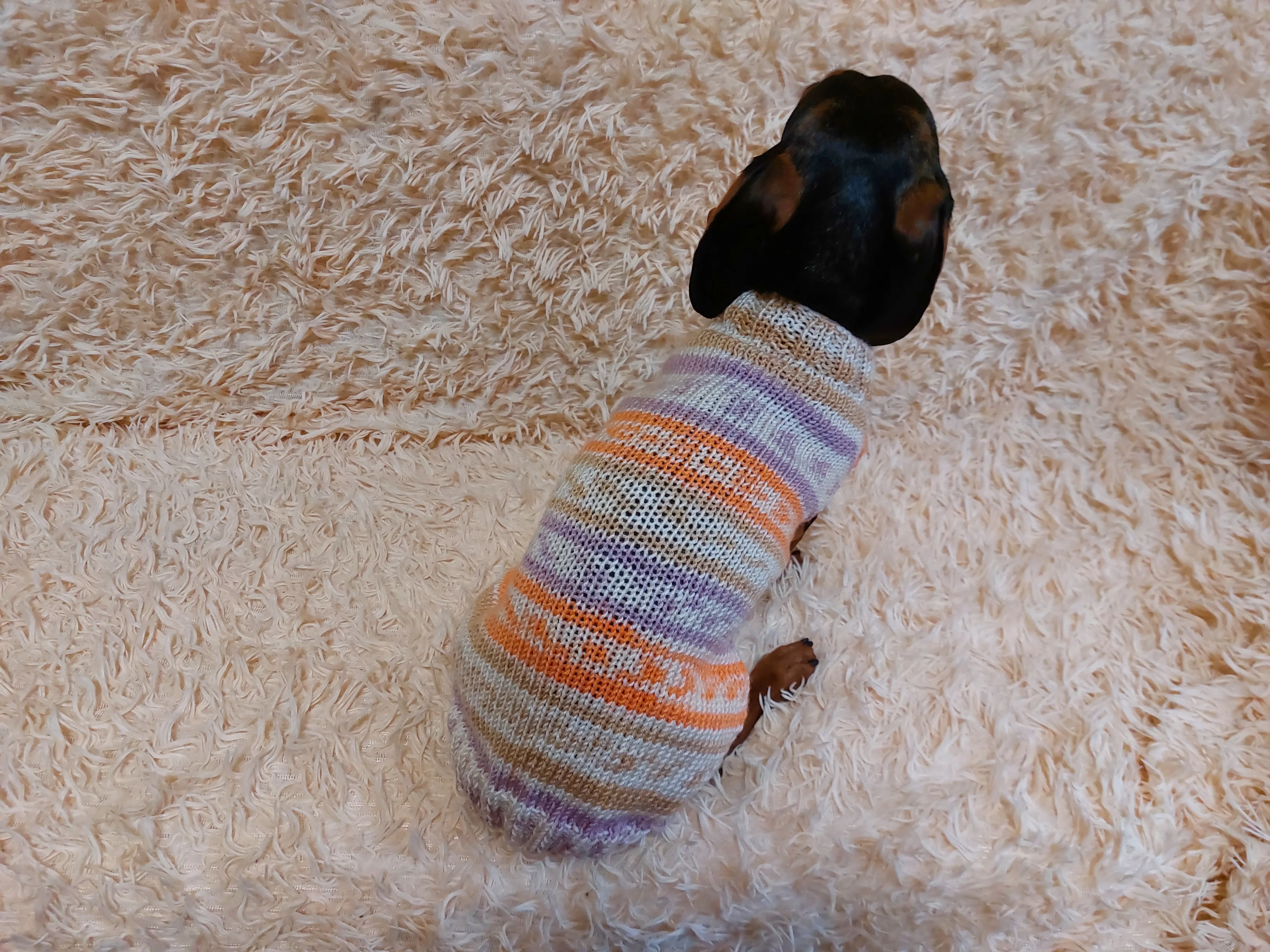 Bright sweater for a petite dachshund, Dachshund Sweater, Dog Clothes, Dog sweater, Dachshund clothes, Wiener dog clothes, Winter dog sweater