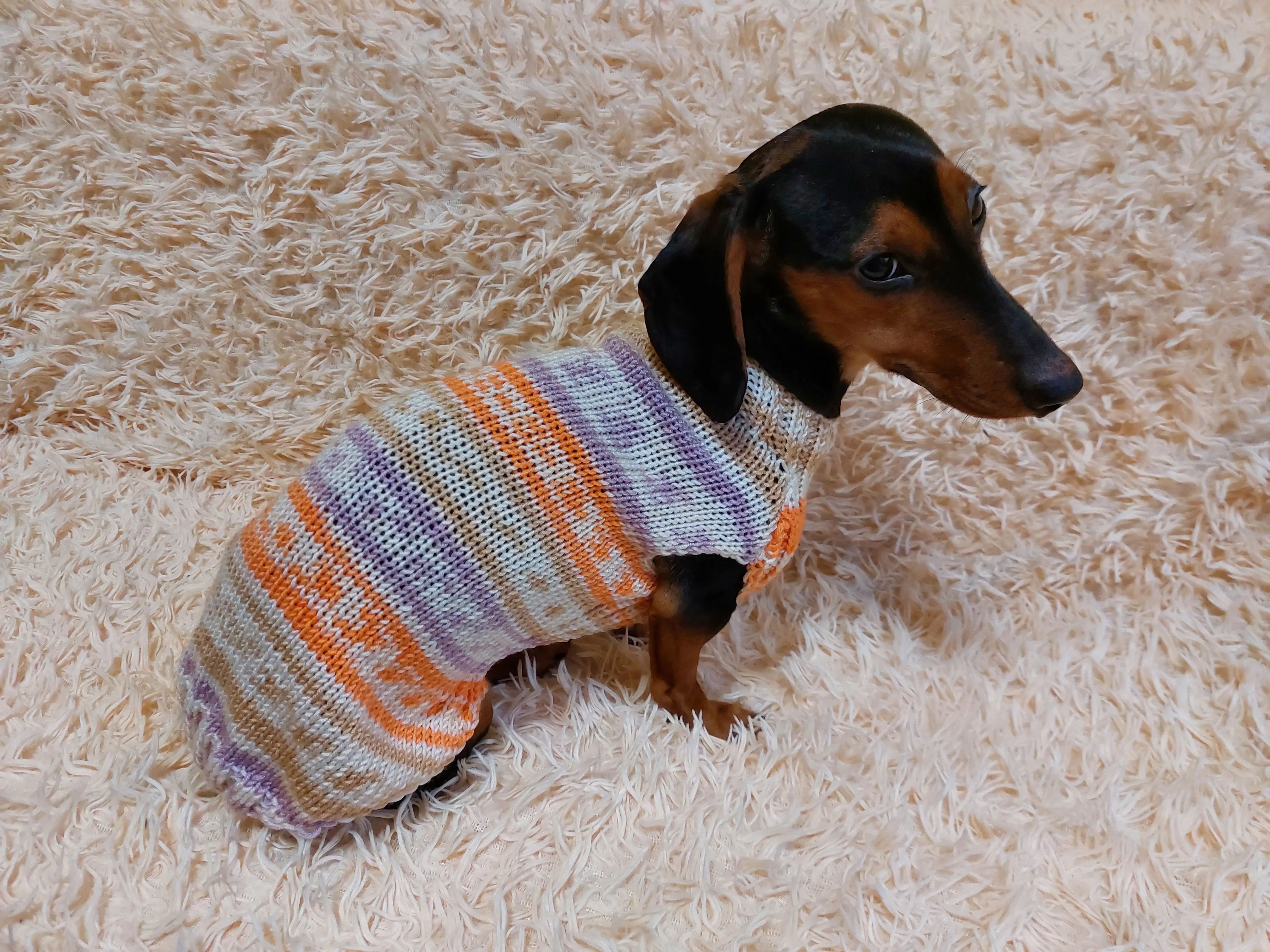 Bright sweater for a petite dachshund, Dachshund Sweater, Dog Clothes, Dog sweater, Dachshund clothes, Wiener dog clothes, Winter dog sweater