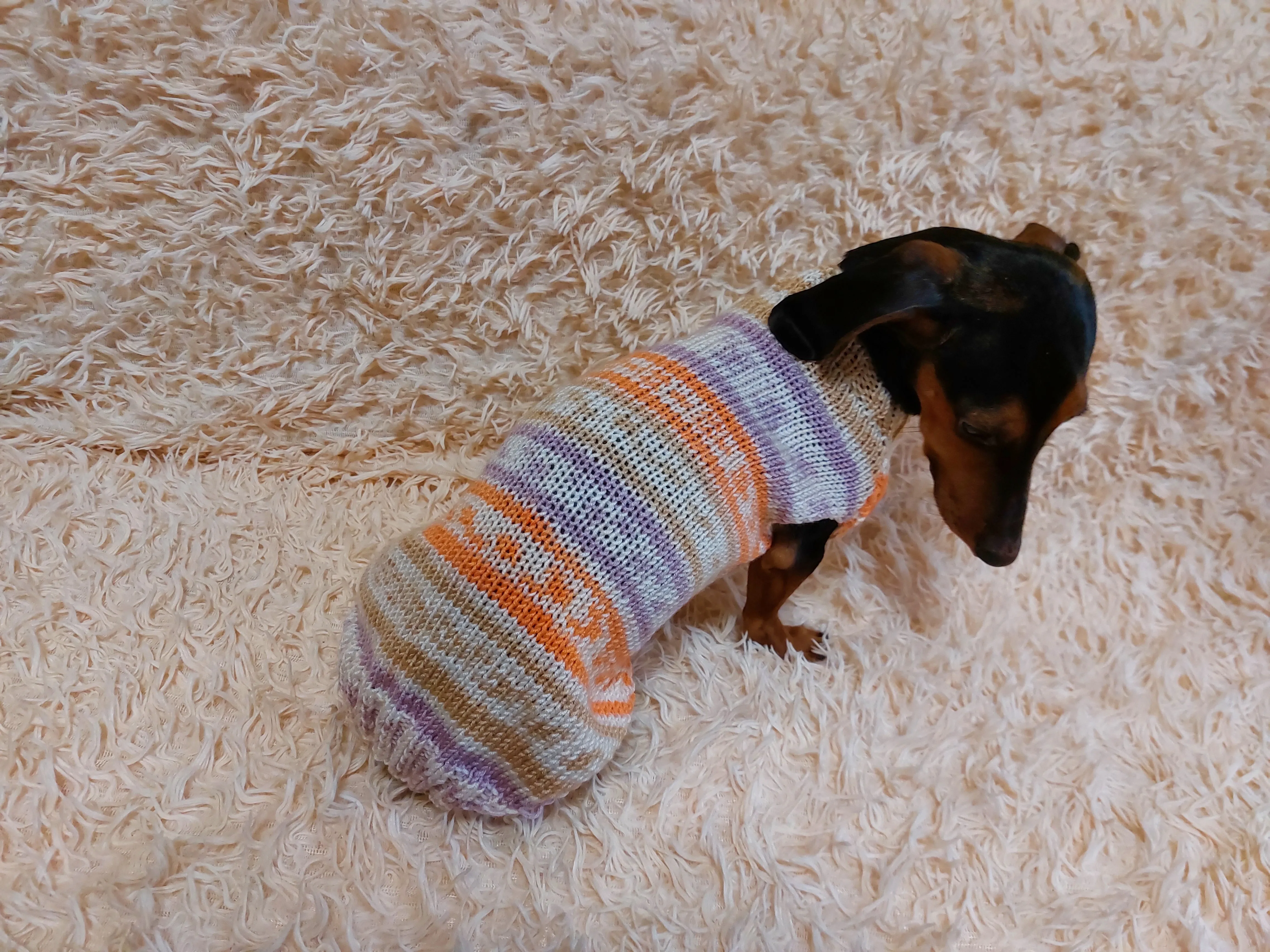 Bright sweater for a petite dachshund, Dachshund Sweater, Dog Clothes, Dog sweater, Dachshund clothes, Wiener dog clothes, Winter dog sweater