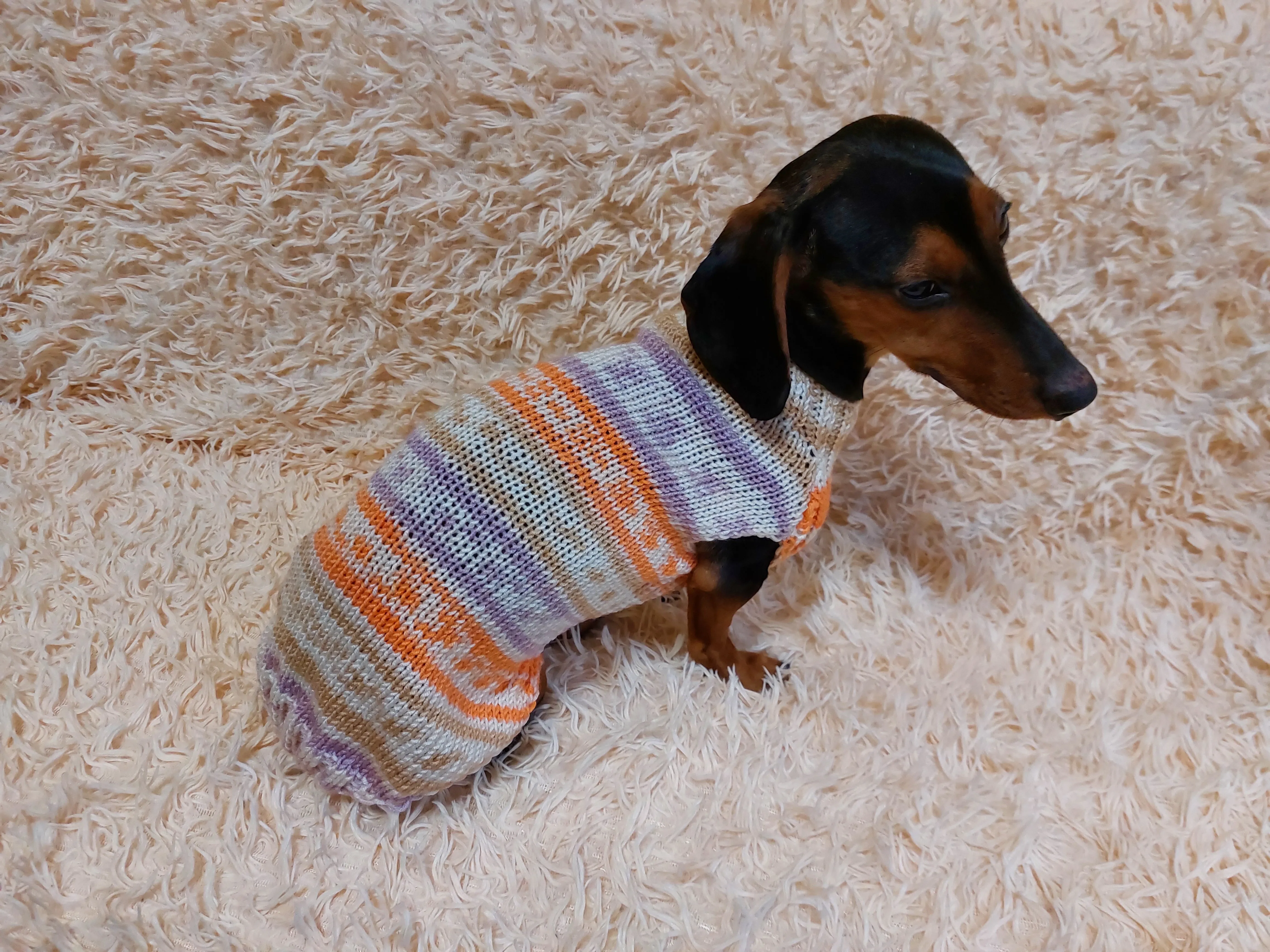 Bright sweater for a petite dachshund, Dachshund Sweater, Dog Clothes, Dog sweater, Dachshund clothes, Wiener dog clothes, Winter dog sweater